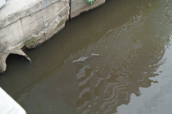 Klong Bangkok3